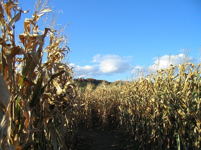 Can You Make It to the Finish Line at the Maryland Corn Maze?