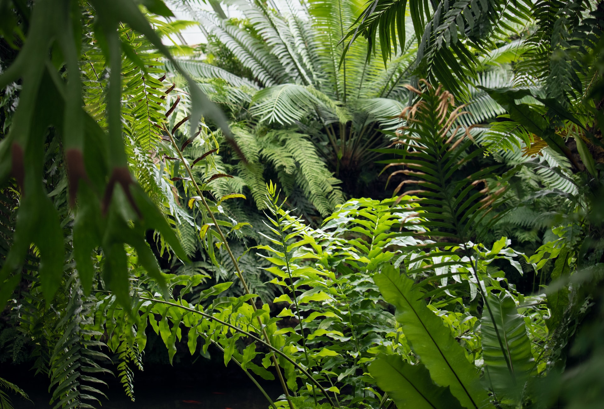 While Away a Sunny Summer Day at Rawlings Conservatory
